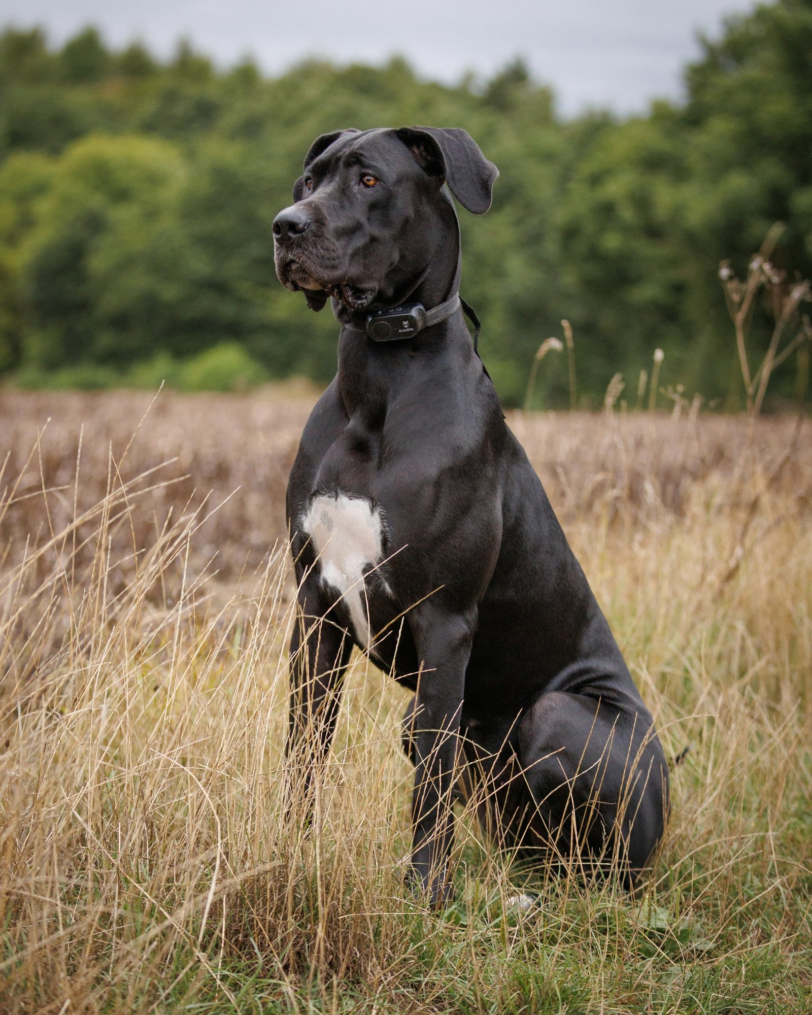 Large dog outdoors
