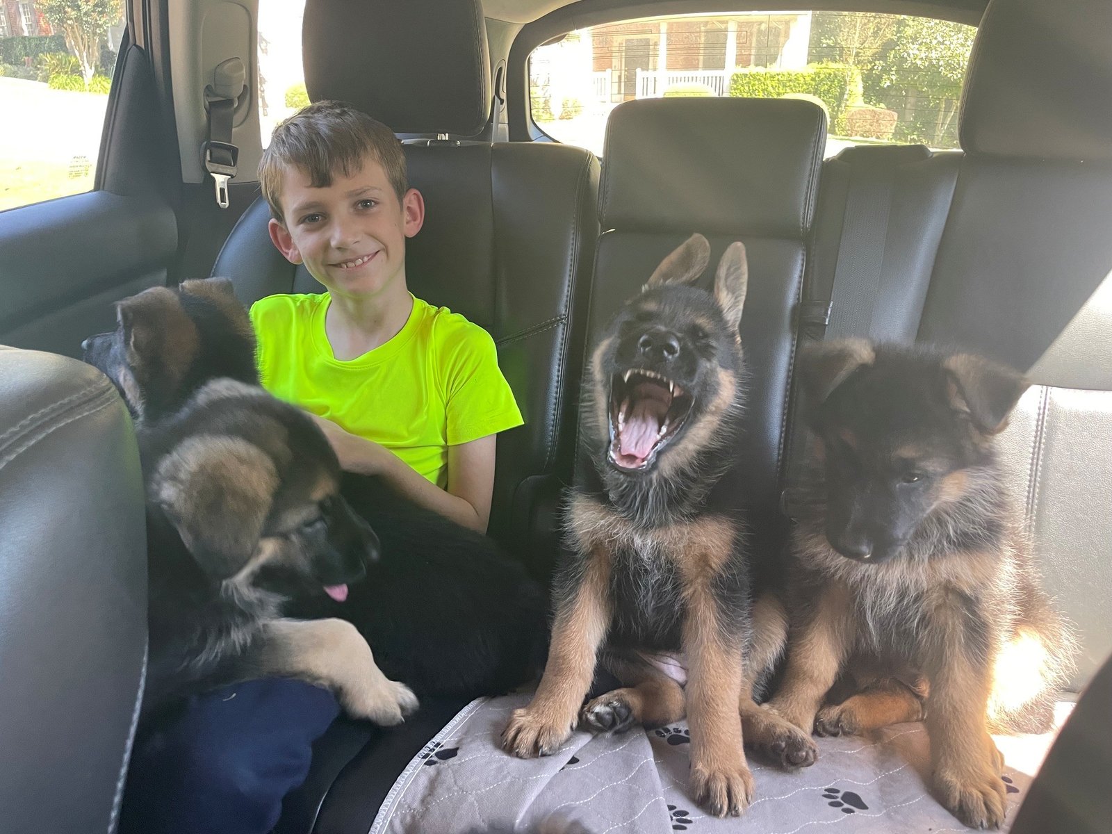 Alpha Pack dog-owner story